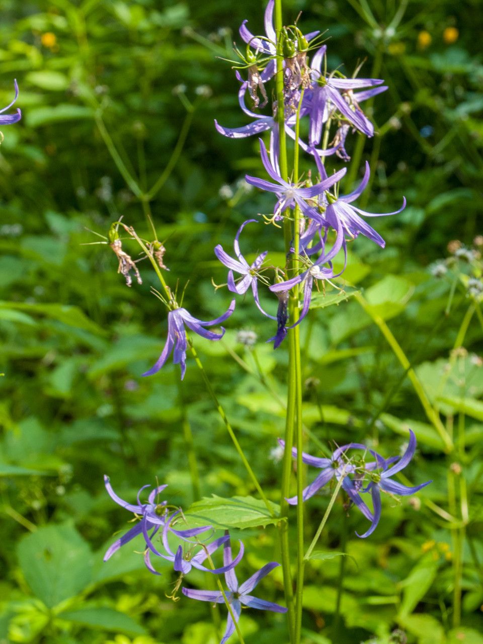 Campanula trichocalycina flower