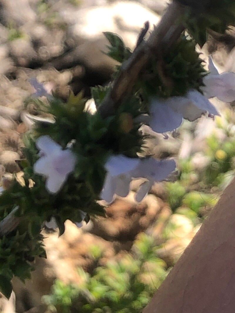 Satureja intricata flower