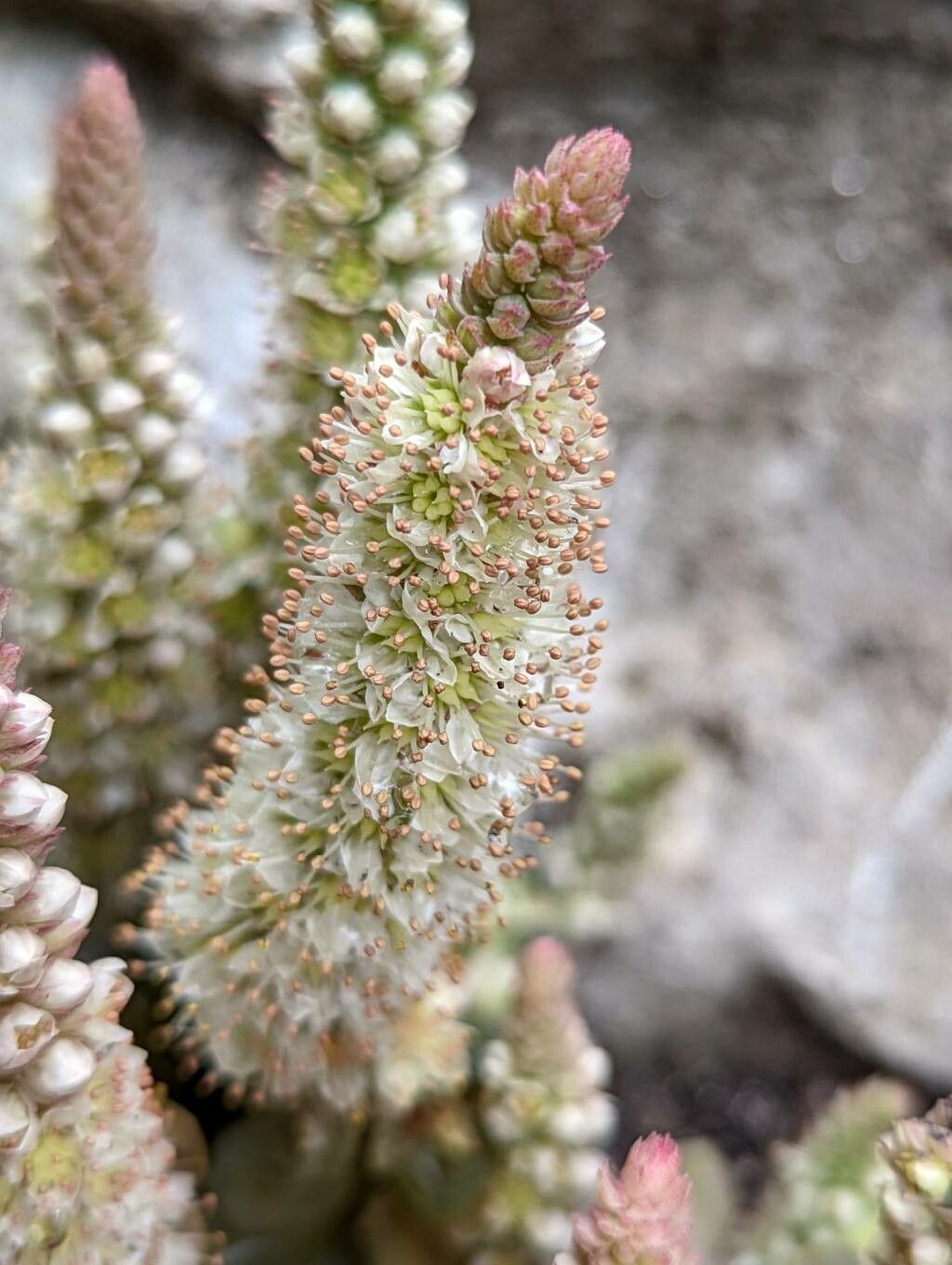 Orostachys iwarenge flower