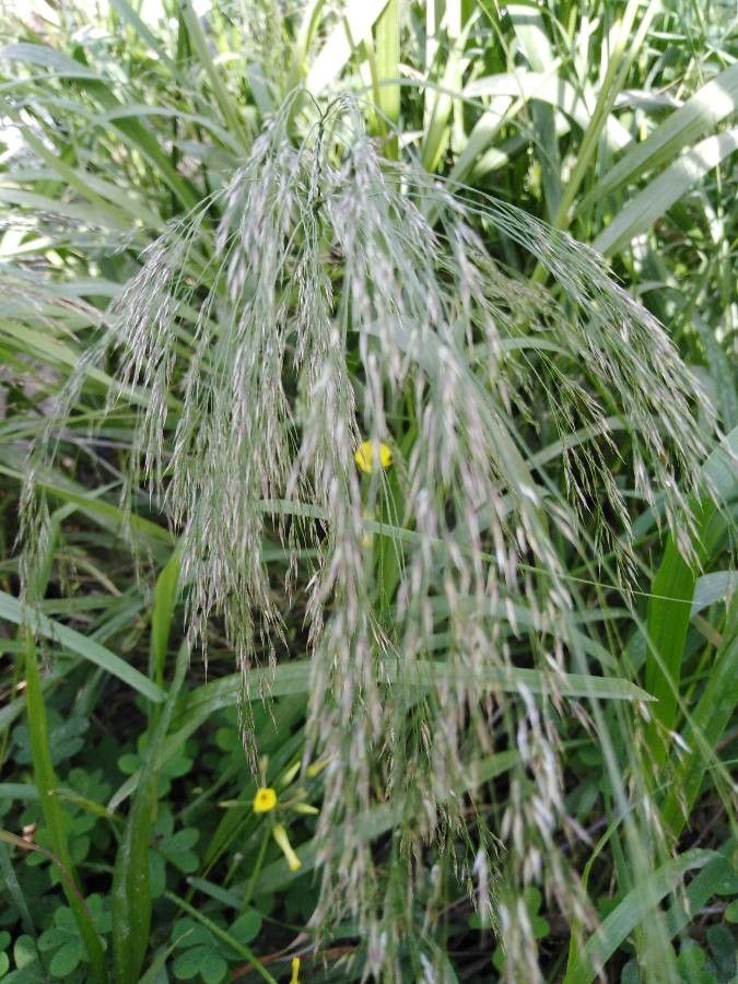 Eragrostis japonica — search result for 'Eragrostis'