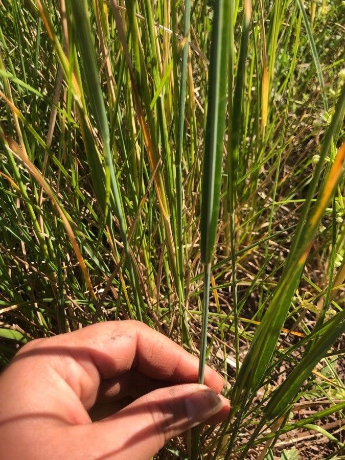 Poa arachnifera — search result for 'Poa'
