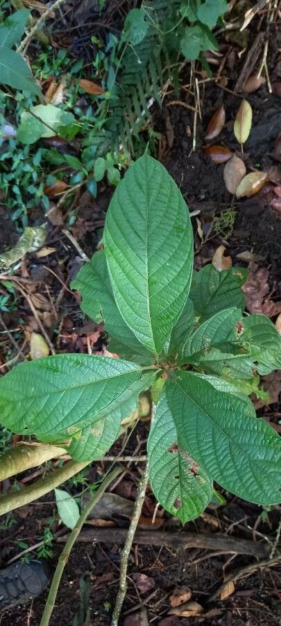 Nectandra reticulata — search result for 'Nectandra'
