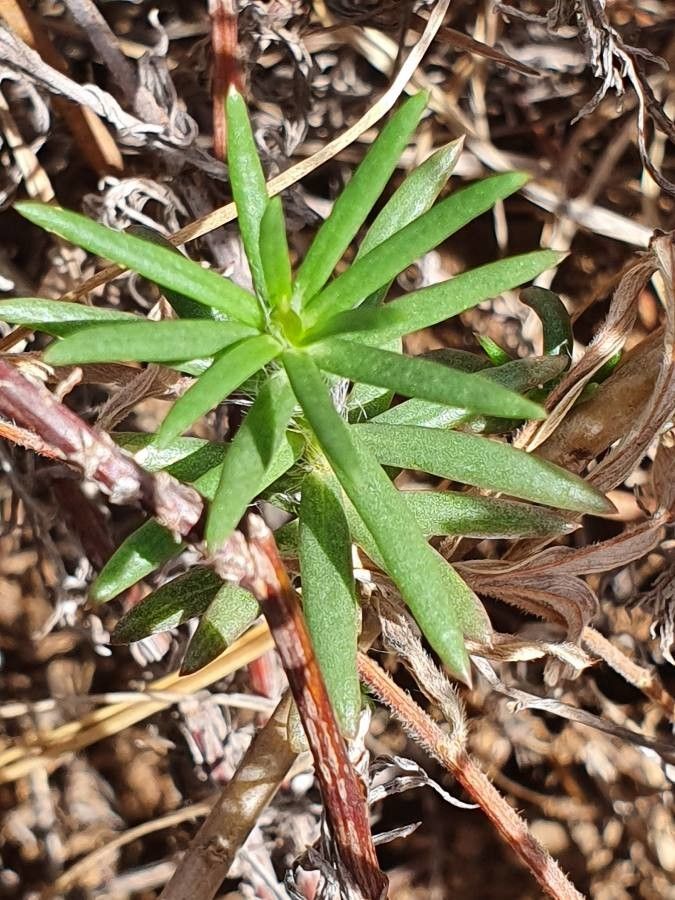 Portulaca massaica — houseplant care guide