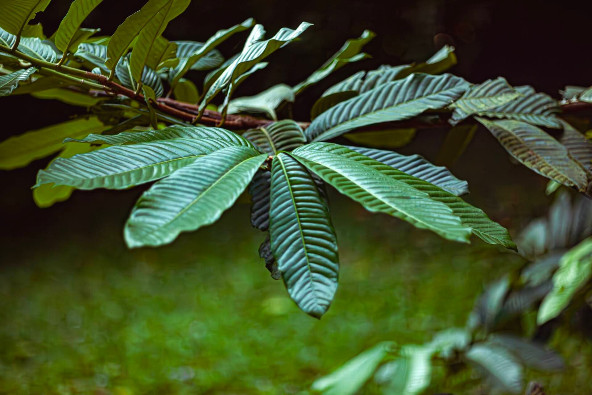 Myristica maxima — houseplant care guide