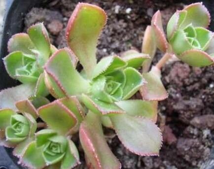 Aeonium × tenensis — search result for 'Aeonium'