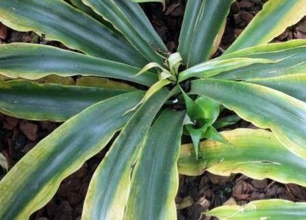 Fosterella micrantha — related species from the same genus