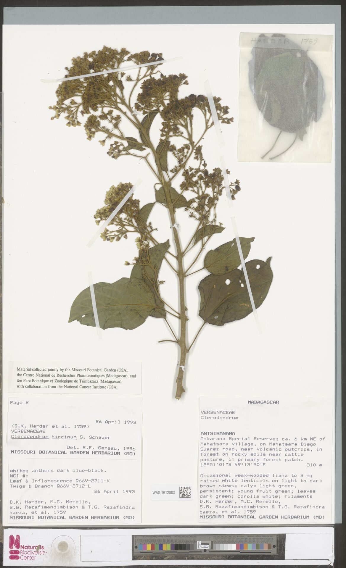 Clerodendrum hircinum — houseplant care guide