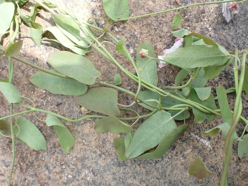 Oxystelma bornouense leaf