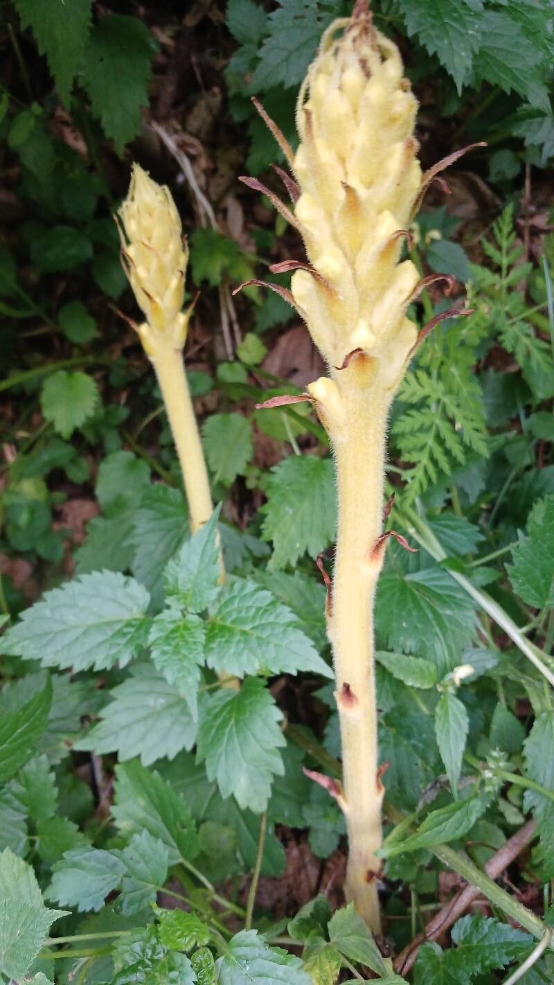Orobanche lycoctoni flower