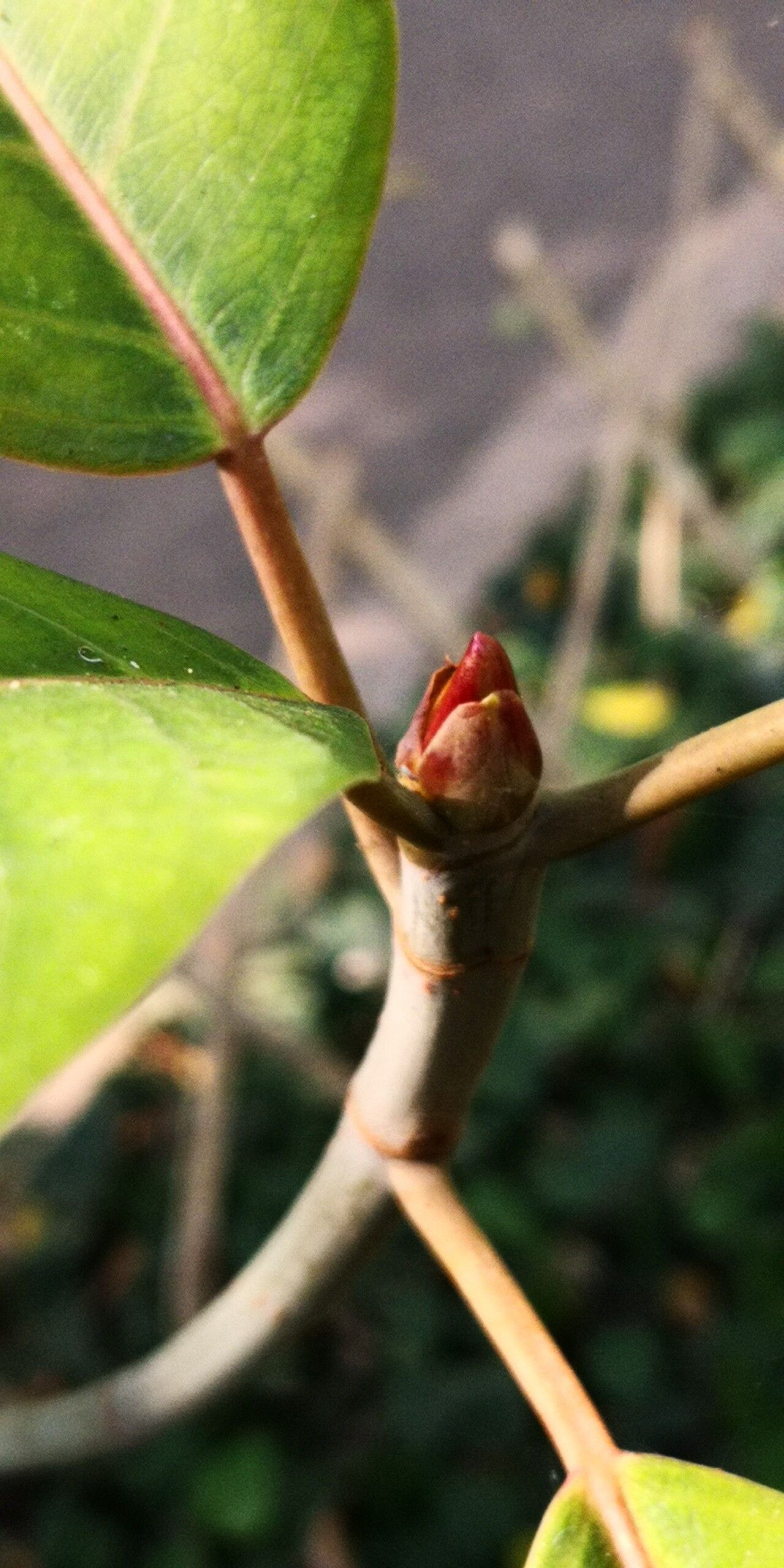 Ficus cornelisiana other