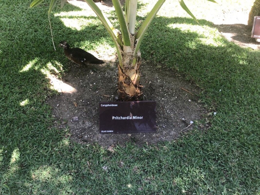 Pritchardia minor bark