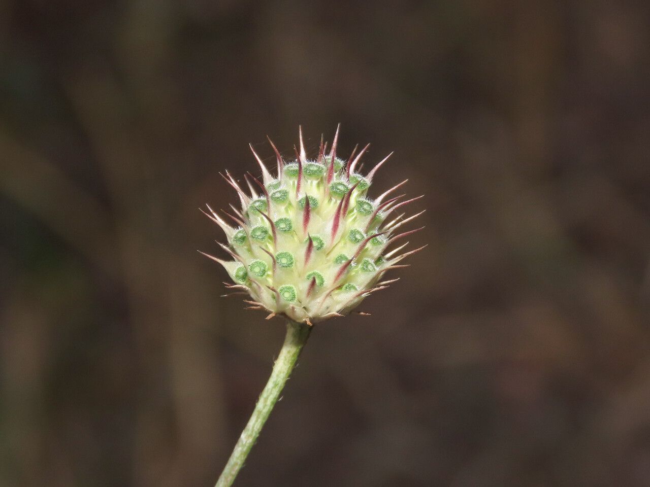 Cephalaria transylvanica fruit
