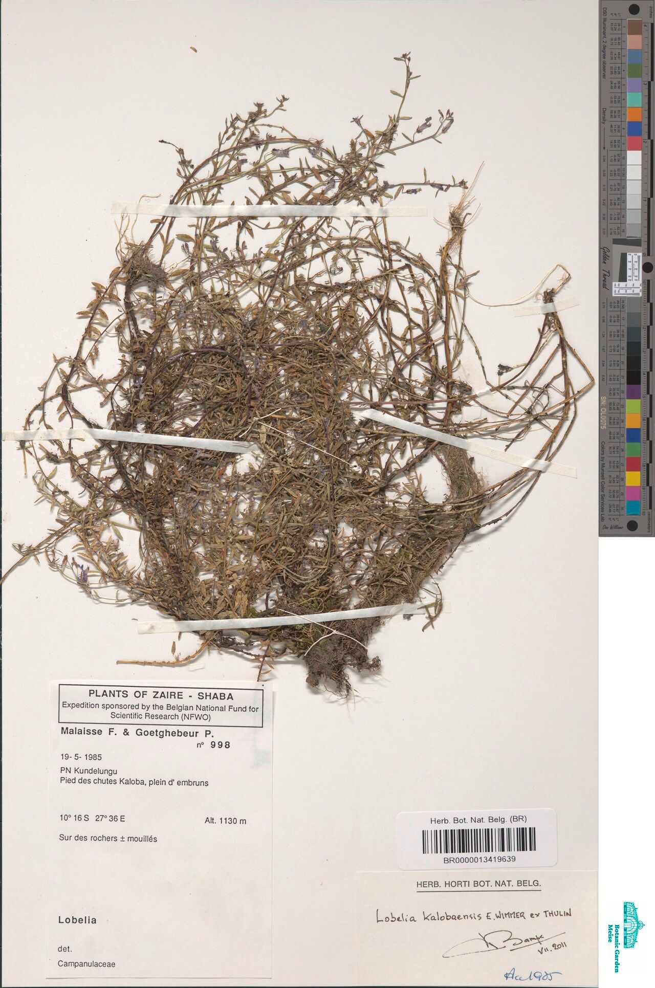 Lobelia kalobaensis — houseplant care guide