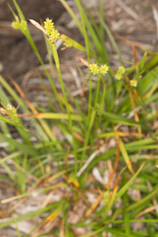 Carex pallescens fruit