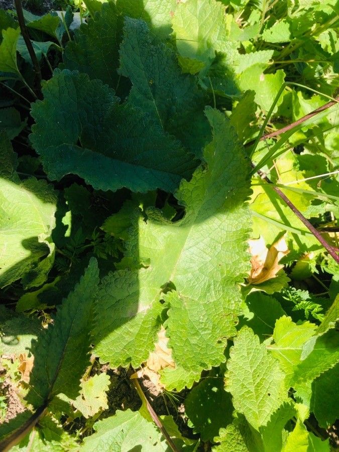 Phlomoides tuberosa — search result for 'Mongolia'