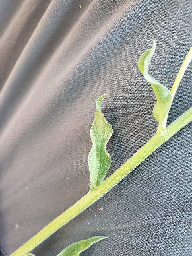 Erigeron coulteri leaf