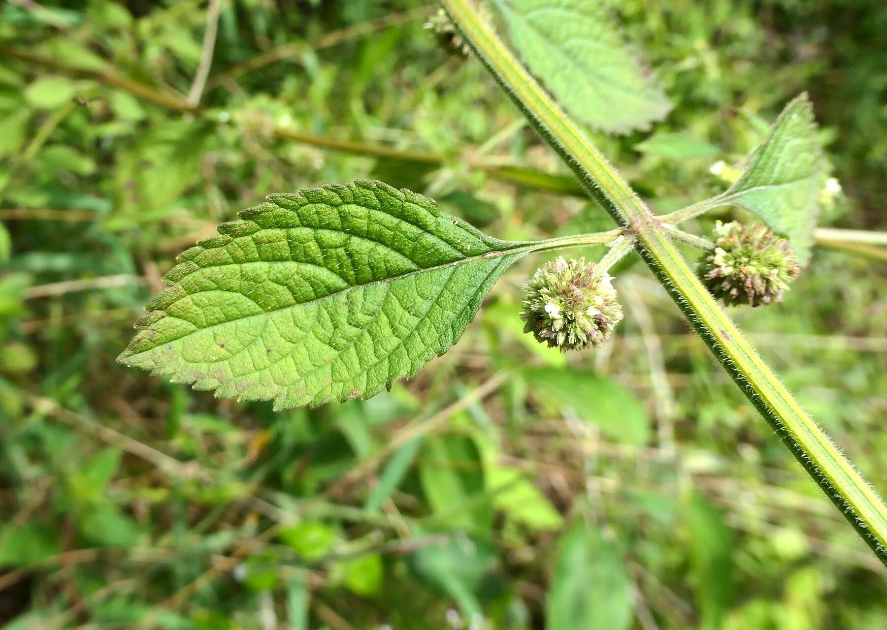 Hyptis personata — houseplant care guide