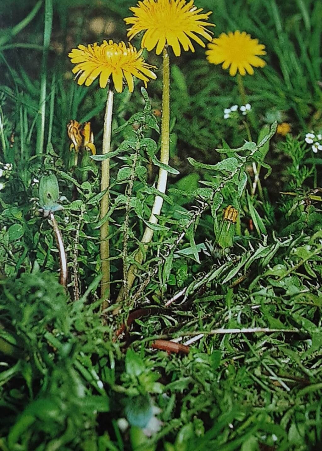 Taraxacum cucullatum flower