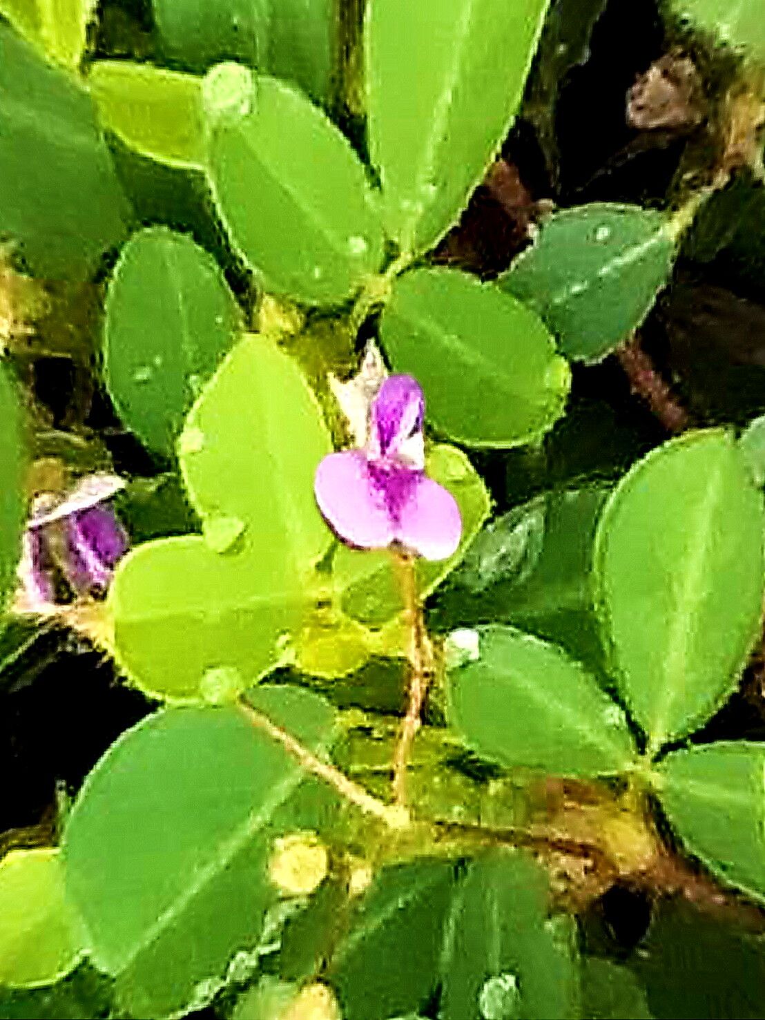 Grona heterophylla — houseplant care guide