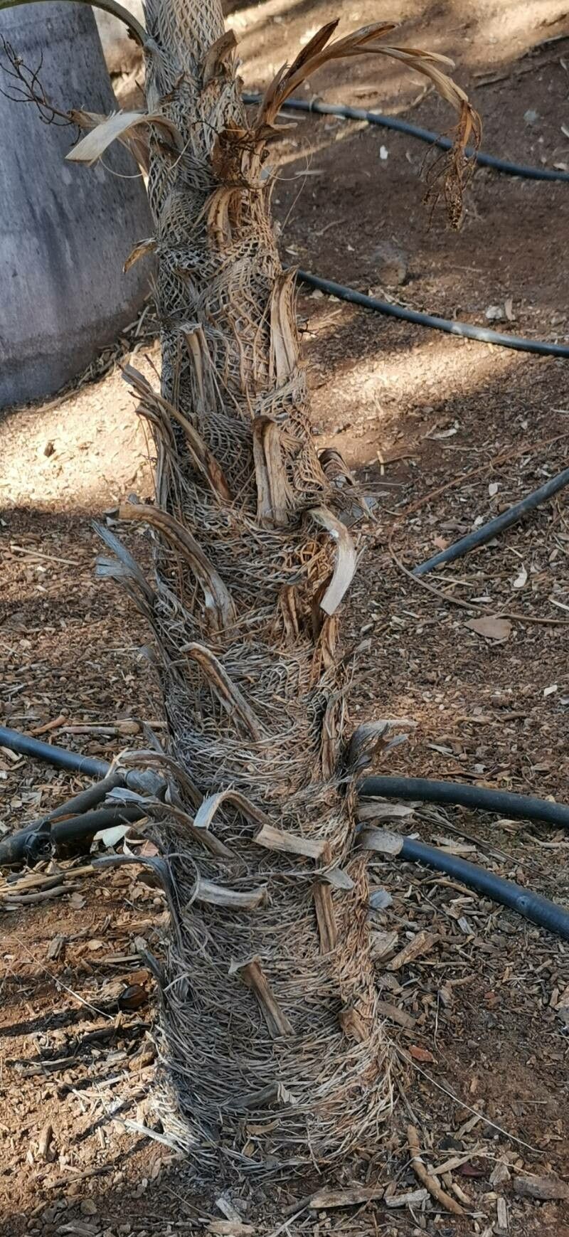Coccothrinax scoparia bark