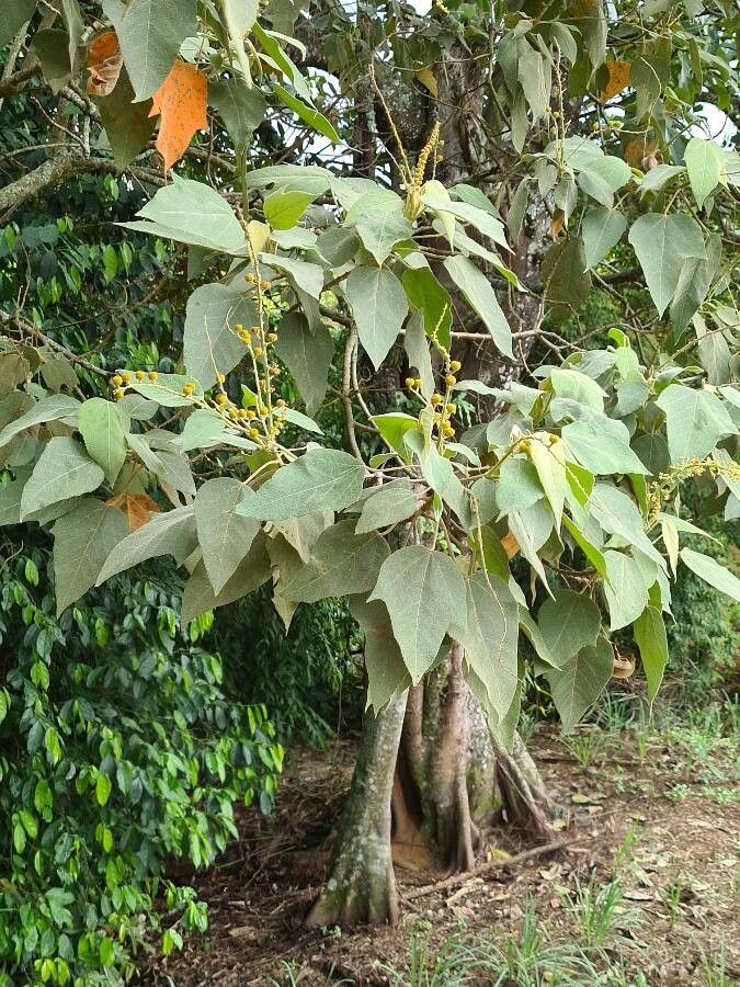 Croton lechleri — houseplant care guide