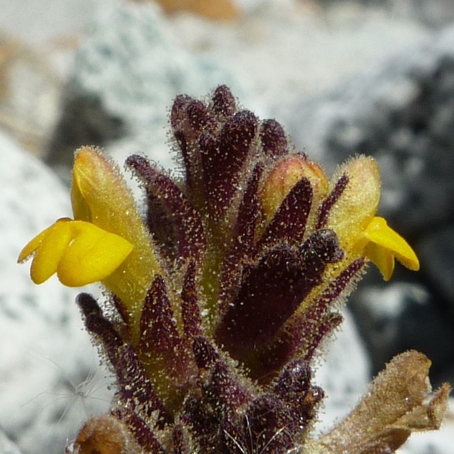 Bartsia crenoloba flower