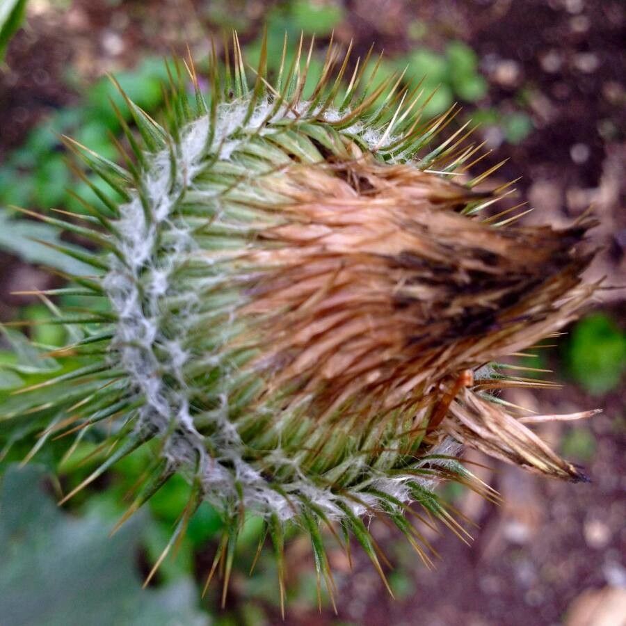 Onopordum acanthium fruit