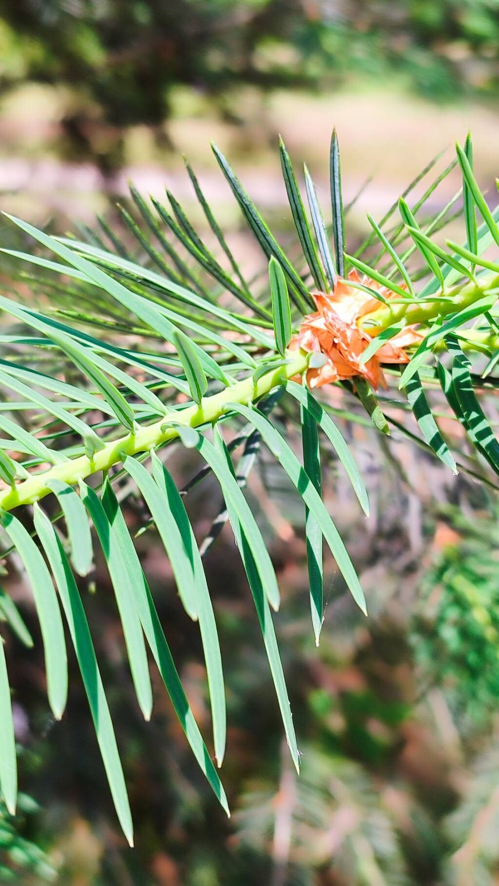 Abies bracteata — search result for 'Abies'