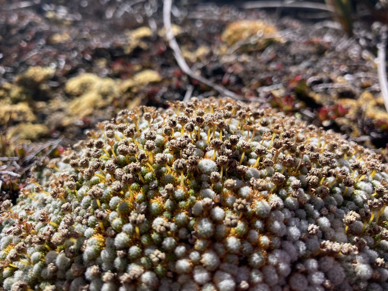 Paepalanthus lodiculoides habit