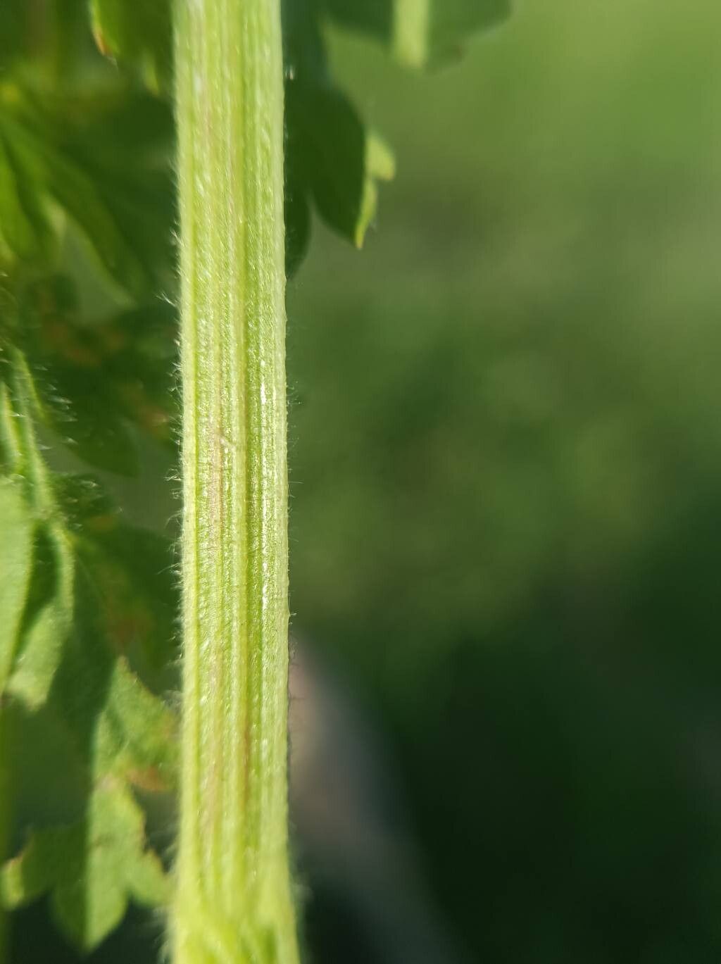 Pastinaca hirsuta bark
