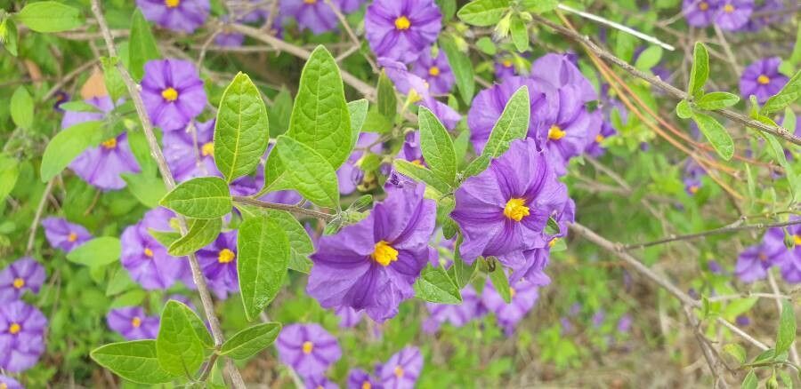 Lycianthes lycioides leaf