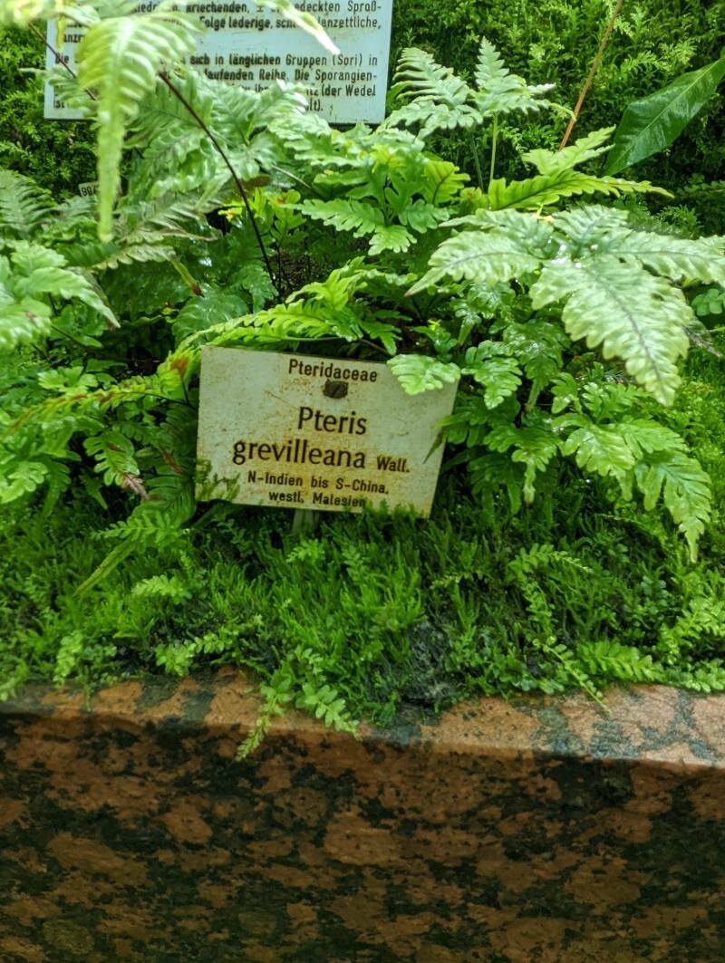 Pteris grevilleana habit