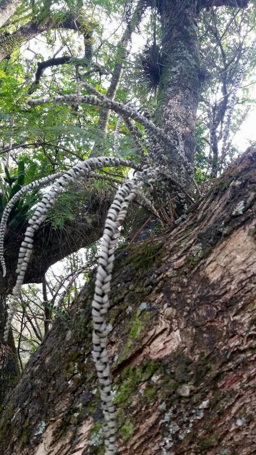 Asplenium platyneuron habit