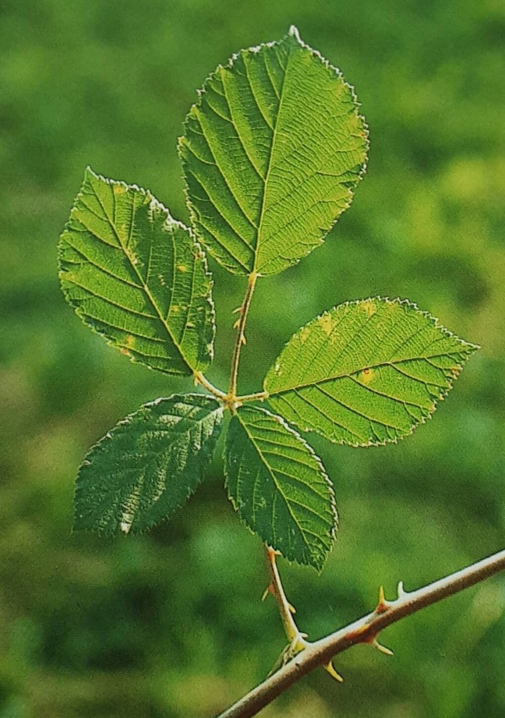 Rubus obtusangulus — houseplant care guide