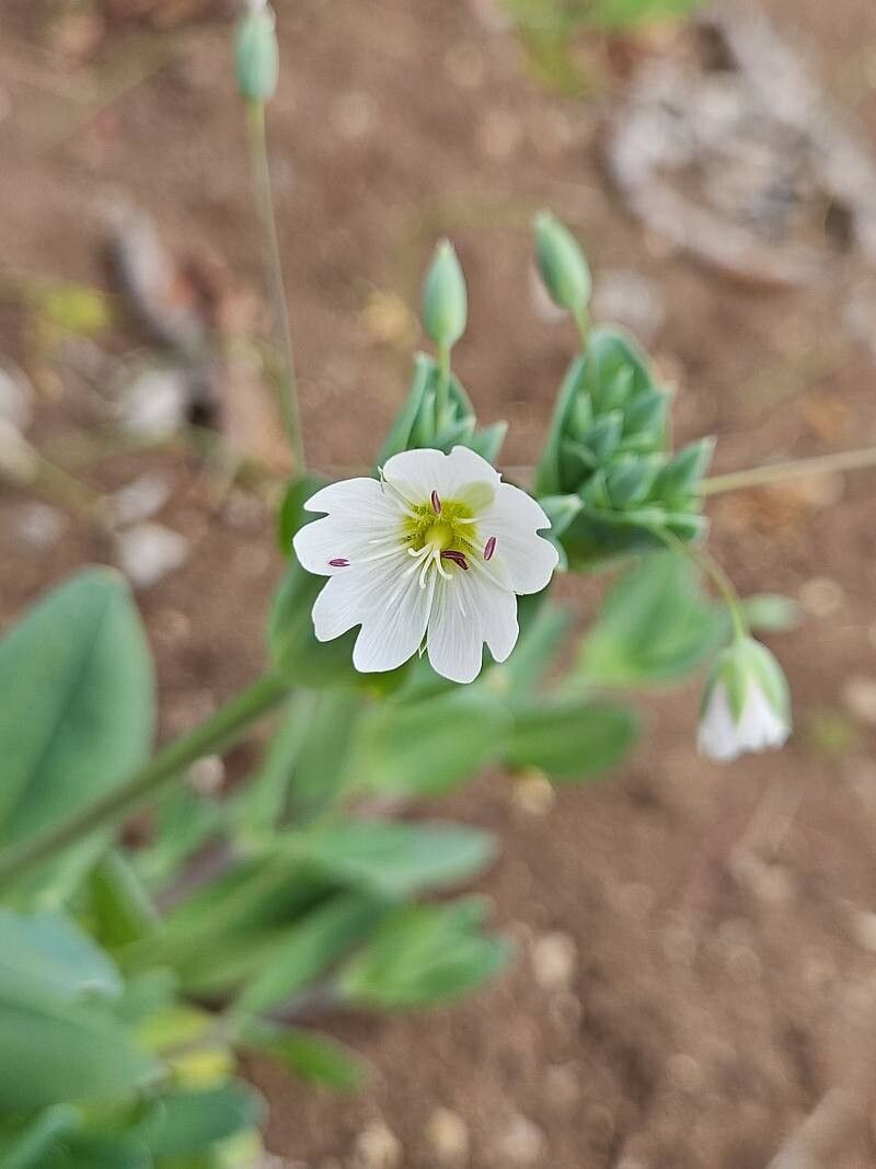 Cerastium perfoliatum flower