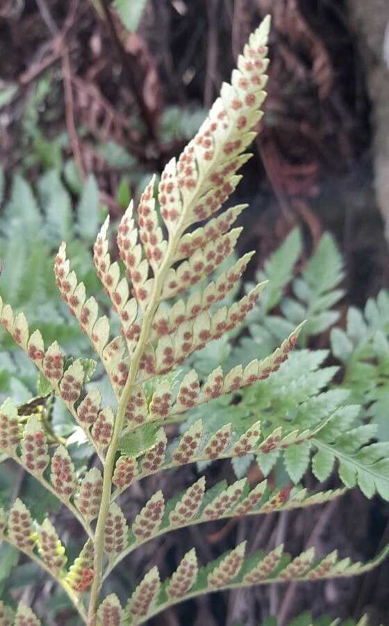 Rumohra adiantiformis flower