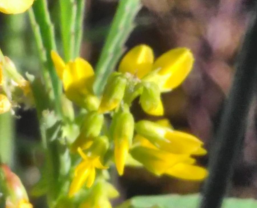 Melilotus neapolitanus flower