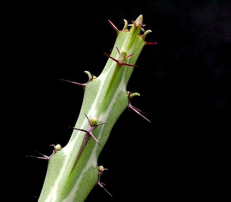 Euphorbia sebsebei — houseplant care guide