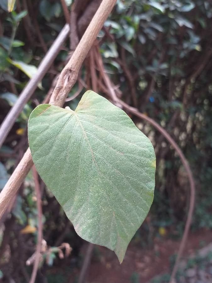 Ipomoea spathulata leaf
