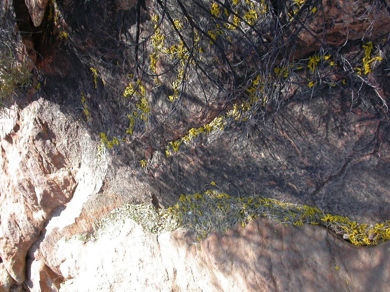 Acacia ligulata flower