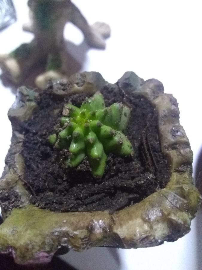 Euphorbia pulvinata fruit