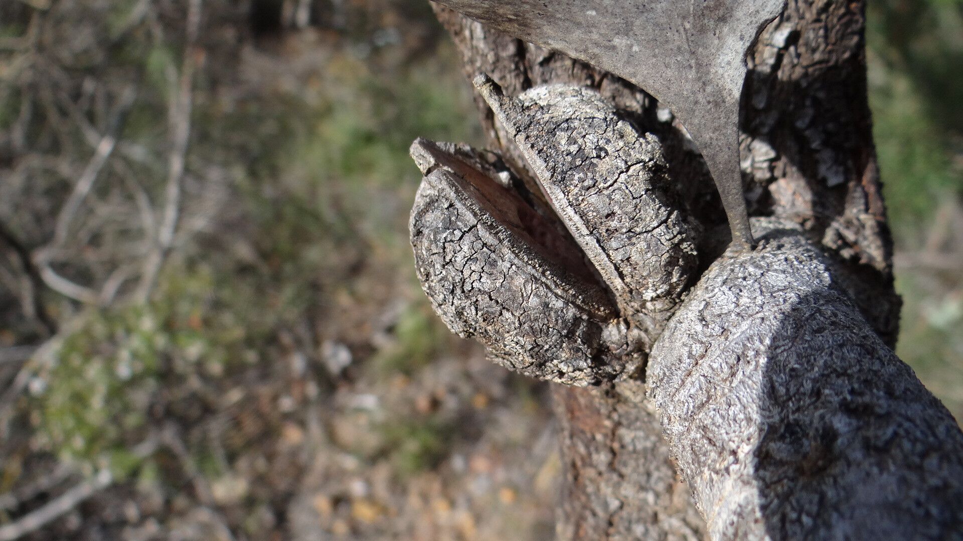 Hakea flabellifolia fruit
