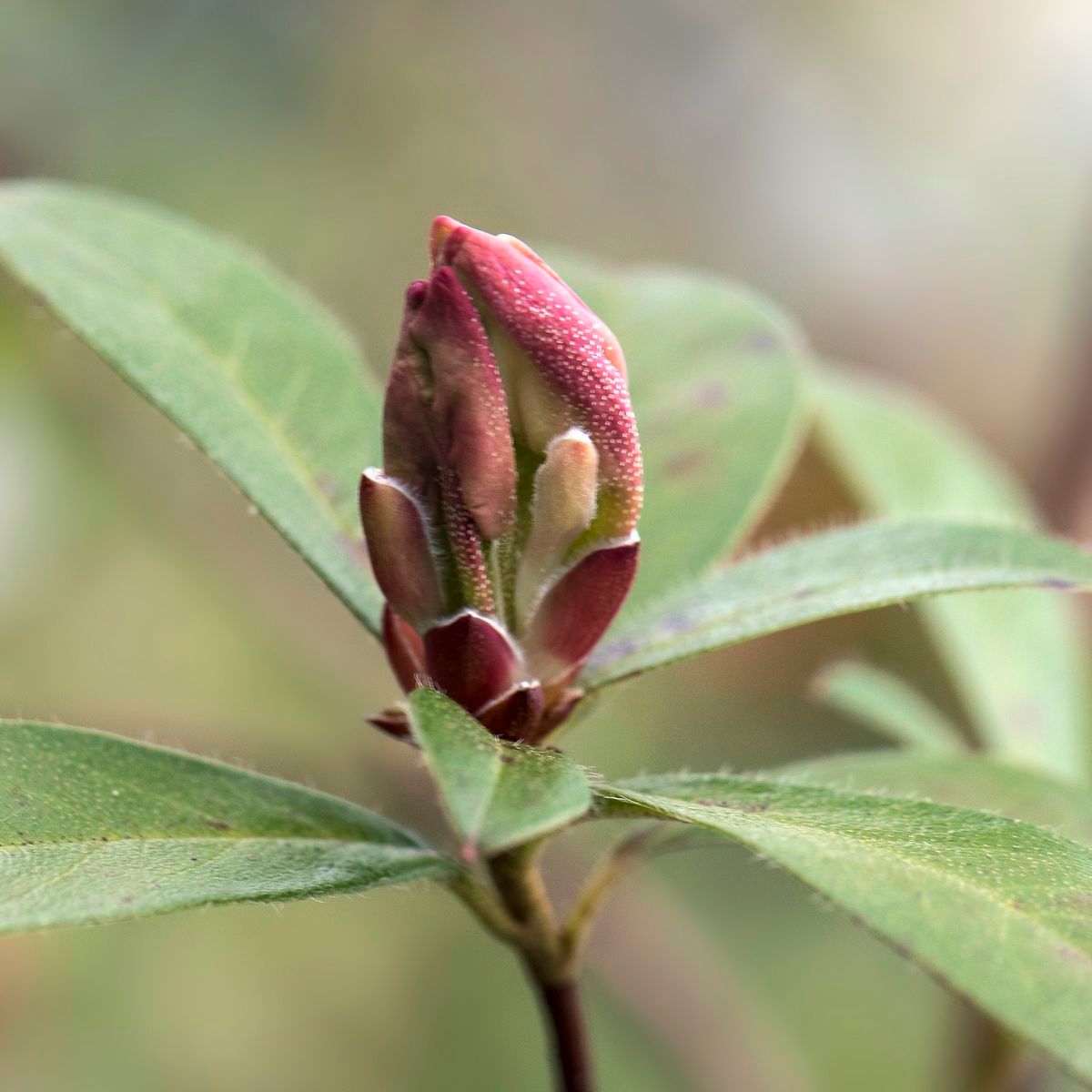 Rhododendron formosum other