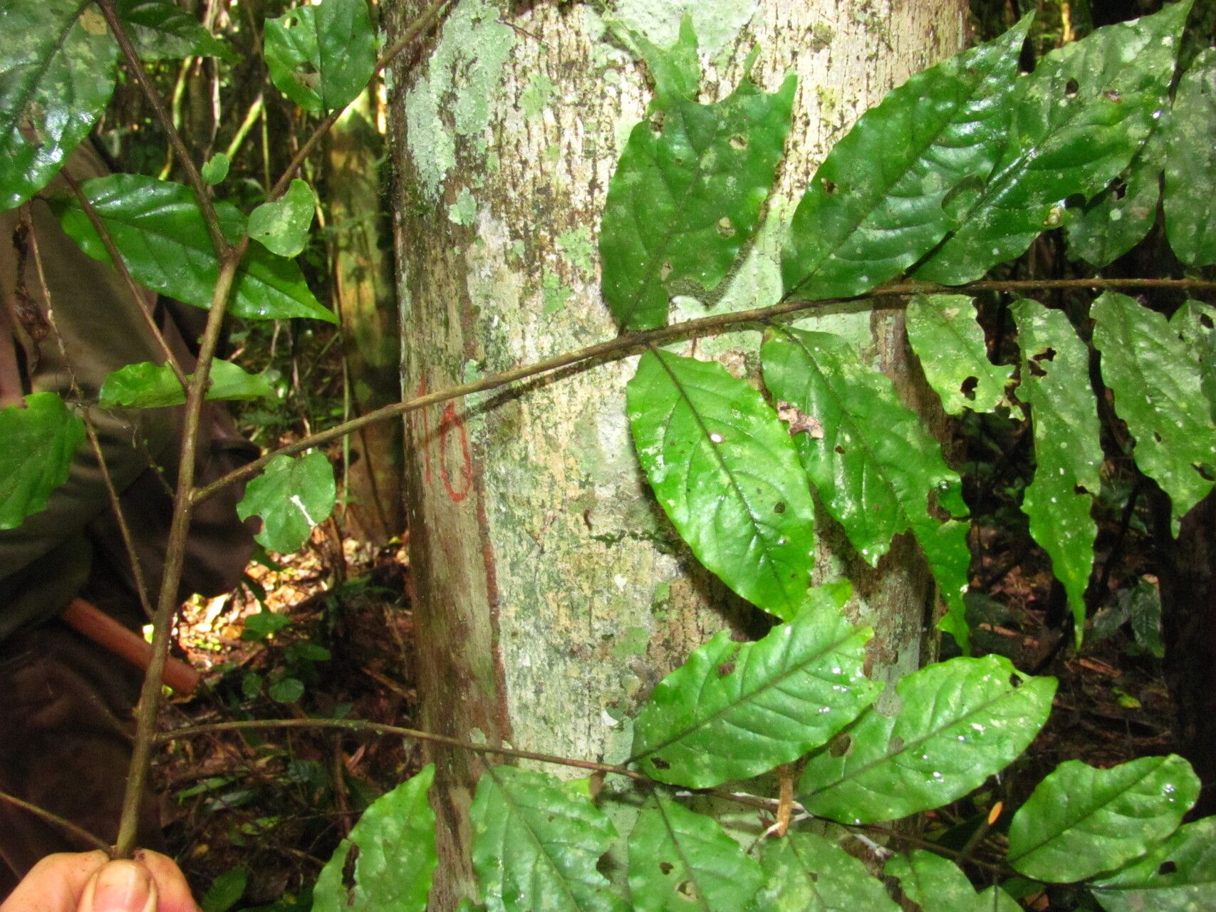 Hymenocardia lyrata leaf