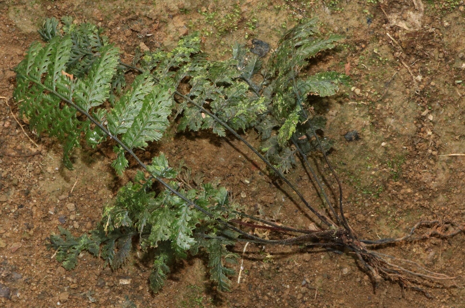 Trichomanes rigidum habit