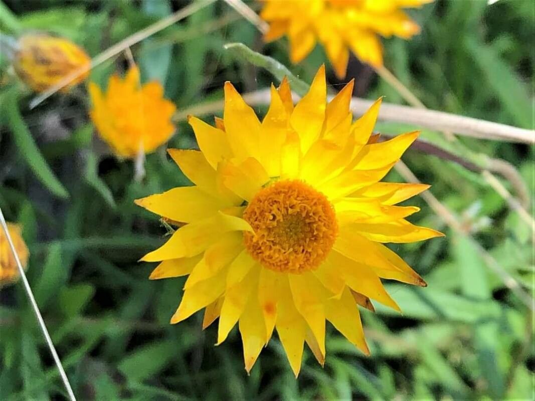 Xerochrysum palustre — related species from the same genus
