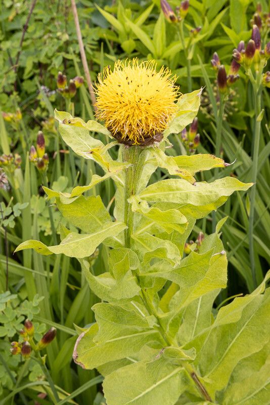 Centaurea macrocephala flower