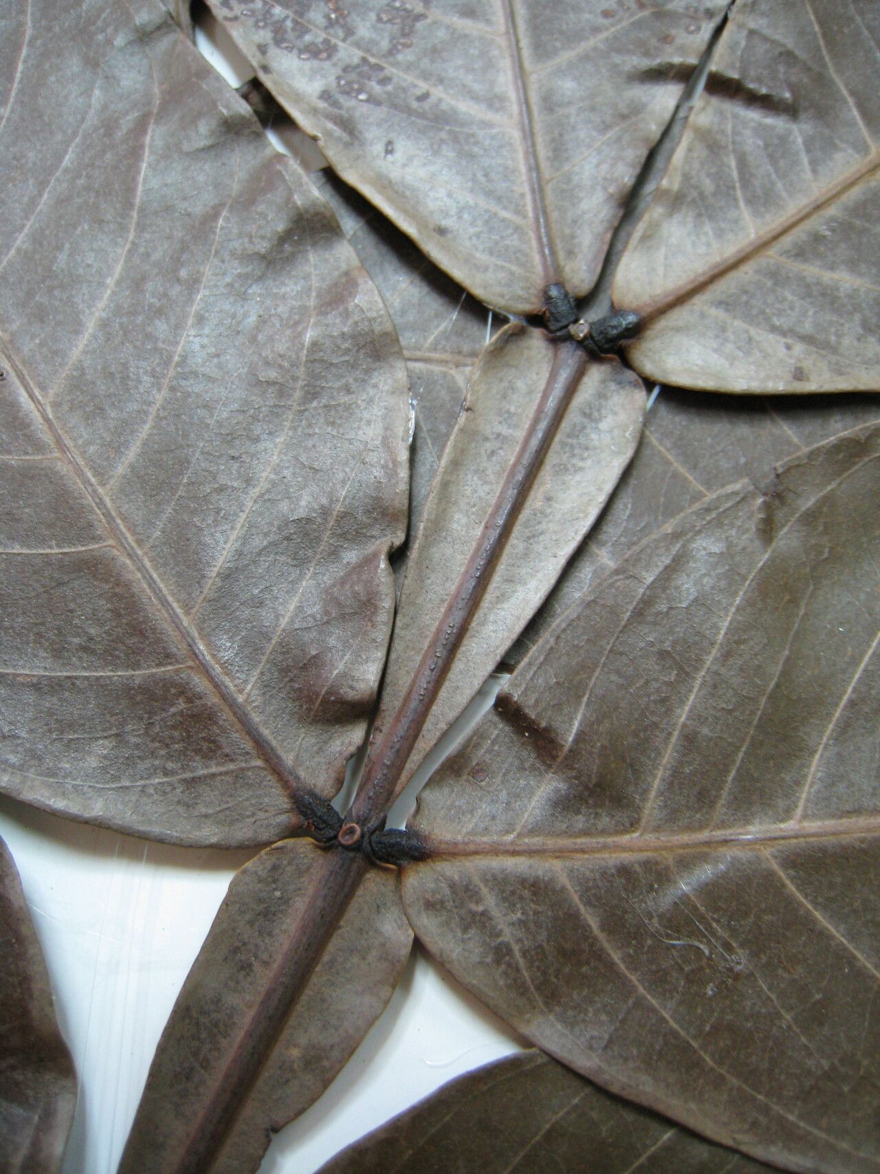 Inga rhynchocalyx other