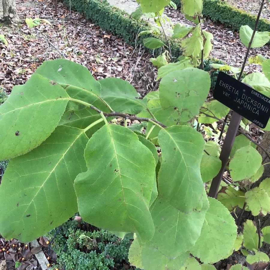 Ehretia dicksonii — search result for 'Nepal'