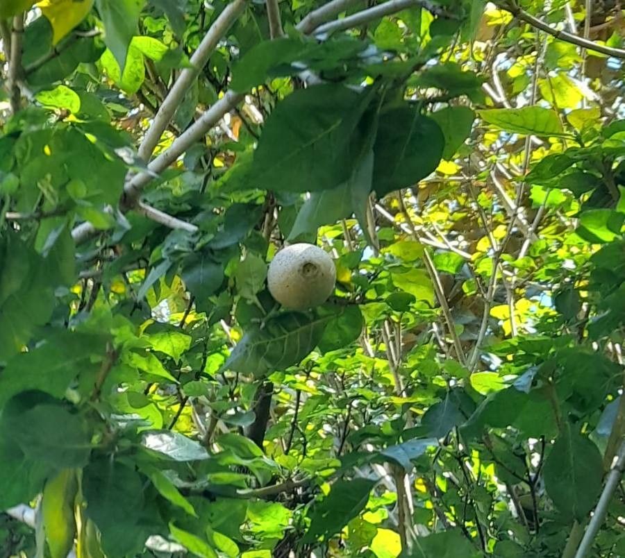 Gardenia thunbergia fruit